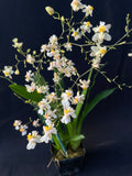 Oncidium Tsiku Marguerite 'Romantic Fantasy' – Vanilla fragrant! - Orchid Design