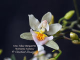 Oncidium Tsiku Marguerite 'Romantic Fantasy' – Vanilla fragrant! - Orchid Design