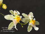 Oncidium Tsiku Marguerite 'Romantic Fantasy' – Vanilla fragrant! - Orchid Design
