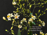 Oncidium Tsiku Marguerite 'Romantic Fantasy' – Vanilla fragrant! - Orchid Design