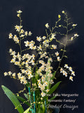 Oncidium Tsiku Marguerite 'Romantic Fantasy' – Vanilla fragrant! - Orchid Design