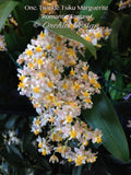 Oncidium Tsiku Marguerite 'Romantic Fantasy' – Vanilla fragrant! - Orchid Design