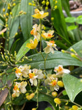 Oncidium Twinkle 'Fragrance Fantasy' - Orchid Design