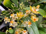 Oncidium Twinkle 'Fragrance Fantasy' - Orchid Design
