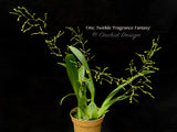Oncidium Twinkle 'Fragrance Fantasy' - Orchid Design