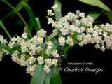 Oncidium Twinkle 'Fragrance Fantasy' - Orchid Design