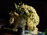 Oncidium Twinkle 'Fragrance Fantasy' - Orchid Design