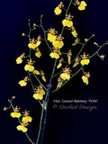 Oncidium Gower Ramsey 'TOW' – Floriferous - Orchid Design