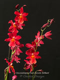 Oncostelopsis Fran's Jewels 'Brilliant' Red - Orchid Design