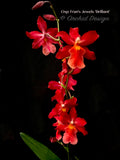 Oncostelopsis Fran's Jewels 'Brilliant' Red - Orchid Design