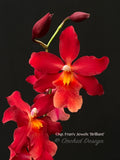 Oncostelopsis Fran's Jewels 'Brilliant' Red - Orchid Design