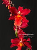 Oncostelopsis Fran's Jewels 'Brilliant' Red - Orchid Design