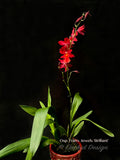 Oncostelopsis Fran's Jewels 'Brilliant' Red - Orchid Design