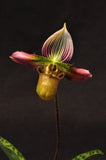 Paphiopedilum acmodontum – Rare Species - Orchid Design