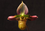Paphiopedilum acmodontum – Rare Species - Orchid Design