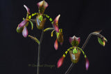 Paphiopedilum haynaldianum – Multiple Flowers – Species - Orchid Design