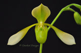 Paphiopedilum Toni Semple Flavum – Rare Alba form - Orchid Design