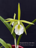 Procatavola Key Lime Stars – Night Fragrant! - Orchid Design