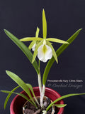 Procatavola Key Lime Stars – Night Fragrant! - Orchid Design