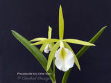 Procatavola Key Lime Stars – Night Fragrant! - Orchid Design