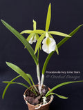 Procatavola Key Lime Stars – Night Fragrant! - Orchid Design