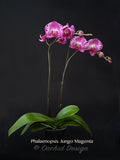 Phalaenopsis Jungo Magenta – Splash petals! - Orchid Design