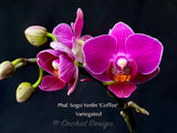Phalaenopsis Sogo Yenlin 'Coffee' – Mini Purple, Variegated Leaves, IN SPIKE - Orchid Design