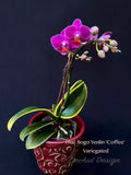 Phalaenopsis Sogo Yenlin 'Coffee' – Mini Purple, Variegated Leaves, IN SPIKE - Orchid Design