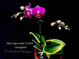 Phalaenopsis Sogo Yenlin 'Coffee' – Mini Purple, Variegated Leaves, IN SPIKE - Orchid Design