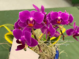 Phalaenopsis Sogo Yenlin 'Coffee' – Mini Purple, Variegated Leaves, IN SPIKE - Orchid Design