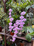 Phalaenopsis schilleriana - Fragrant Species - Orchid Design