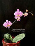 Phalaenopsis schilleriana - Fragrant Species - Orchid Design