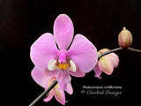 Phalaenopsis schilleriana - Fragrant Species - Orchid Design