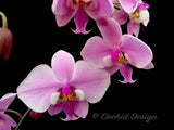 Phalaenopsis schilleriana - Fragrant Species - Orchid Design