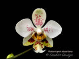 Phalaenopsis stuartiana – Rare Species – Fragrant - Orchid Design