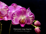 Phalaenopsis Jungo Magenta – Splash petals! - Orchid Design