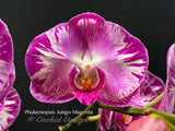 Phalaenopsis Jungo Magenta – Splash petals! - Orchid Design