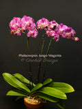 Phalaenopsis Jungo Magenta – Splash petals! - Orchid Design