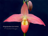 Phragmipedium Don Wimber - Orchid Design