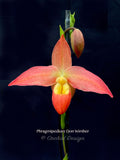 Phragmipedium Don Wimber - Orchid Design