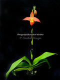 Phragmipedium Don Wimber - Orchid Design