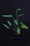 Pleurothallis georgraphica – Ecuadorian Species - Orchid Design