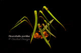 Pleurothallis portillae – Cool Species - Orchid Design