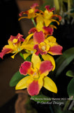Potinara Burana Beauty 'Burana' HCC/AOS – Fragrant - Orchid Design