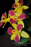 Potinara Burana Beauty 'Burana' HCC/AOS – Fragrant - Orchid Design