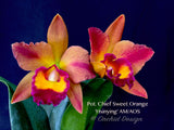 Potinara Chief Sweet Orange 'Sweet Orange' - Orchid Design