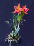 Potinara Chief Sweet Orange 'Sweet Orange' - Orchid Design