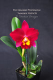 Pot. Hawaiian Prominence 'America' AM/AOS Fragrant - Orchid Design