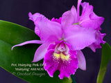 Pot. Hsinying Pink Doll 'Hsinying' AM/AOS Fragrant! - Orchid Design