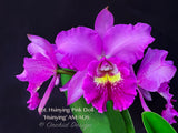 Pot. Hsinying Pink Doll 'Hsinying' AM/AOS Fragrant! - Orchid Design